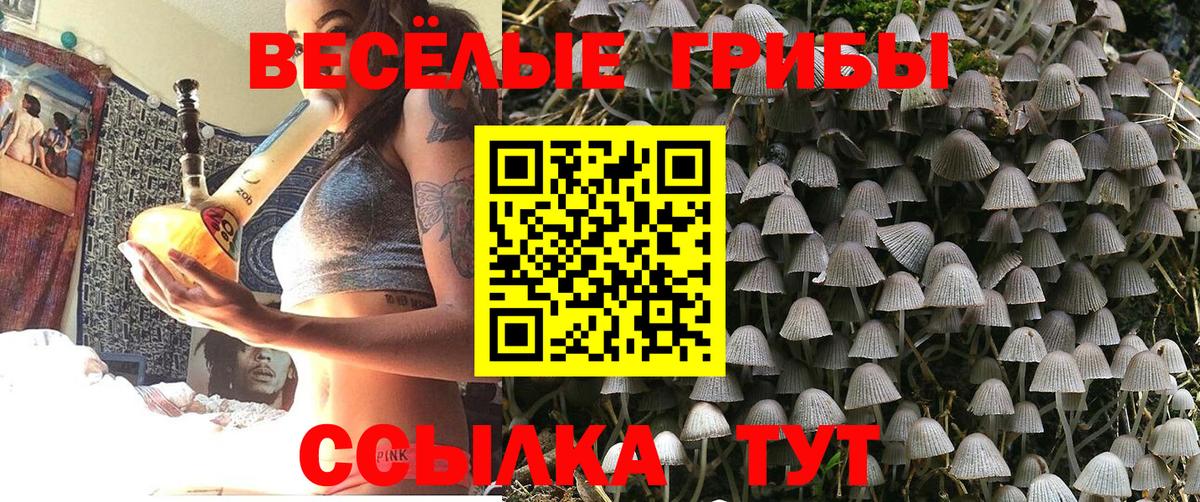 Псилоцибиновые грибы Psilocybe  Апатиты  Галлюциногенные грибы MAGIC MUSHROOMS 