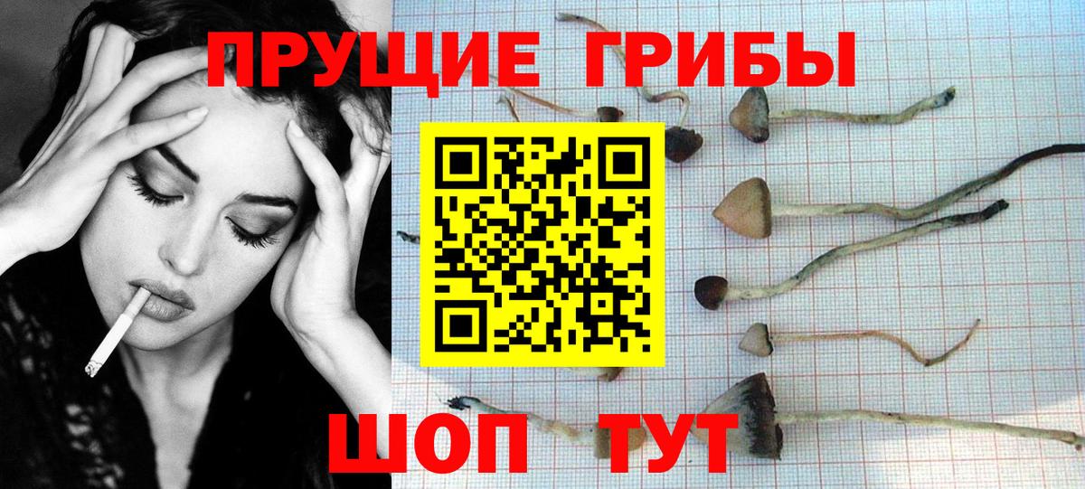 Галлюциногенные грибы Psilocybe Апатиты