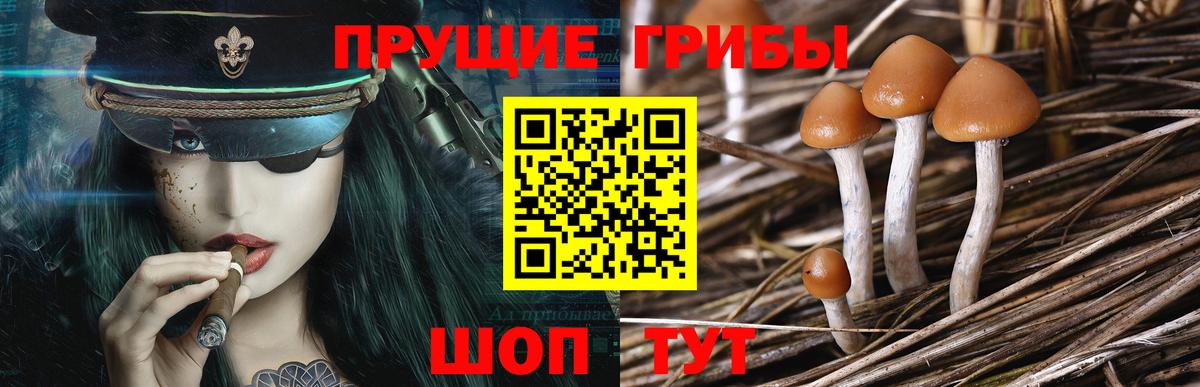 Галлюциногенные грибы прущие грибы Апатиты